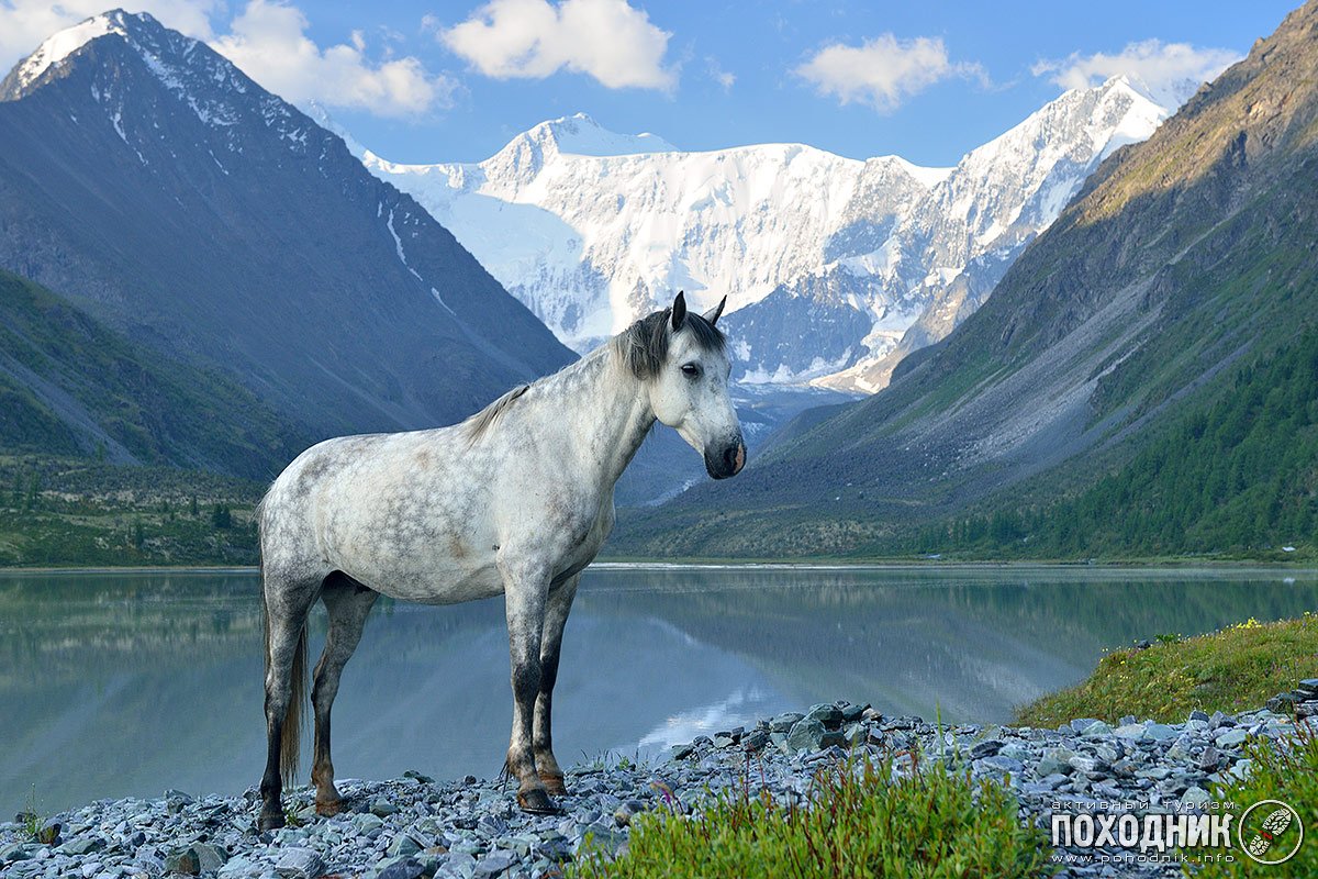 Лошади на фоне гор