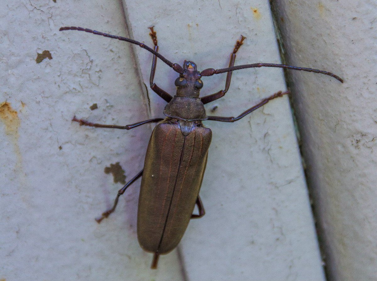 Домовой Жук усач