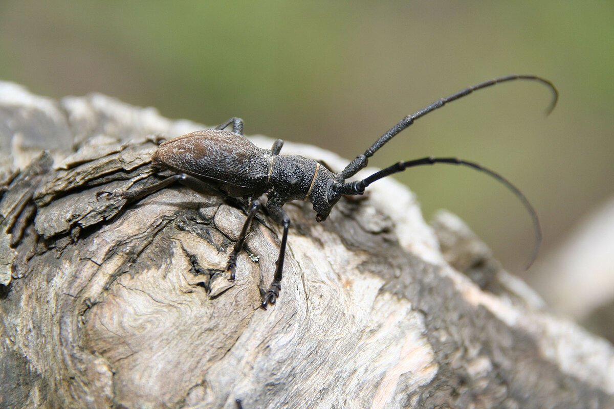 Monochamus Sartor