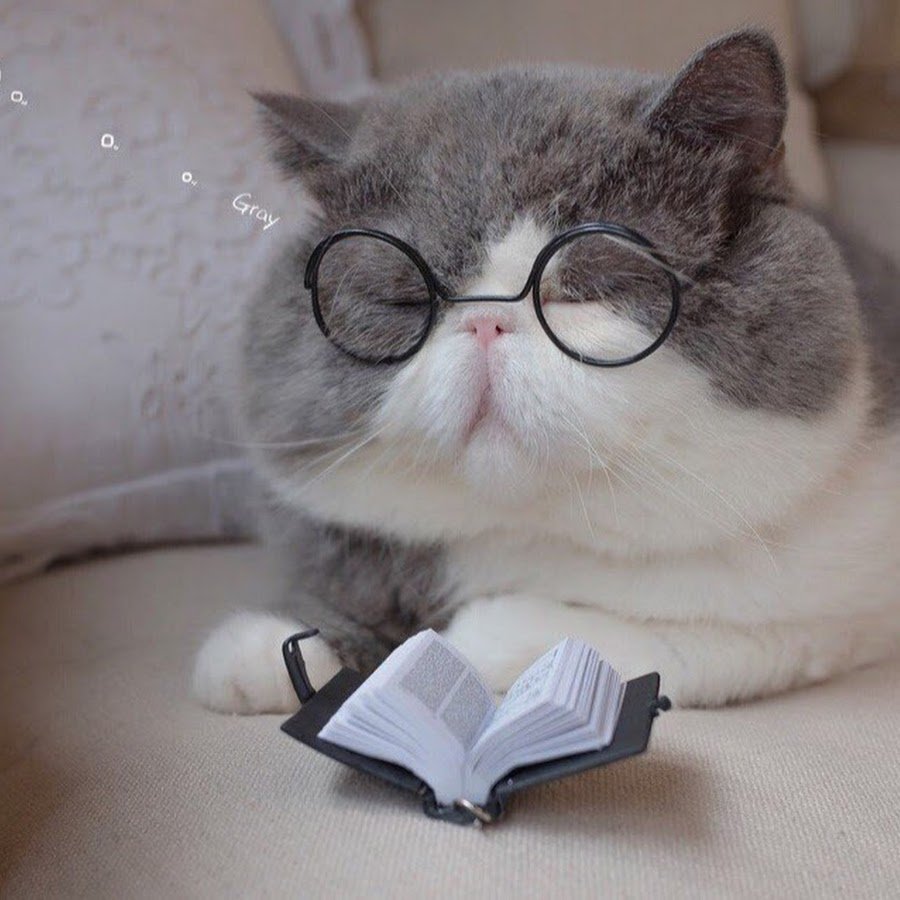 Милый ученый кот