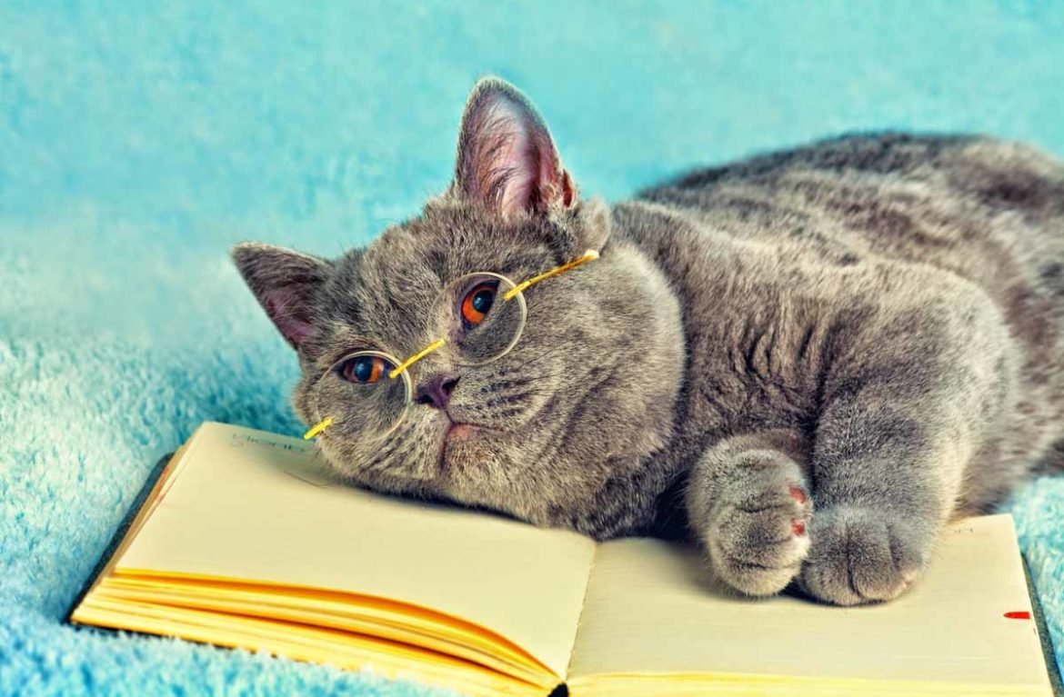 Котик в очках умный