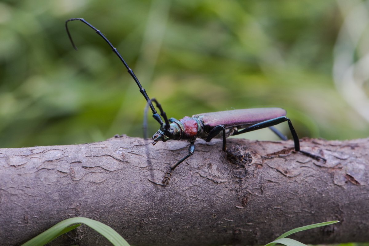 Альпийский усач (Rosalia Alpina)
