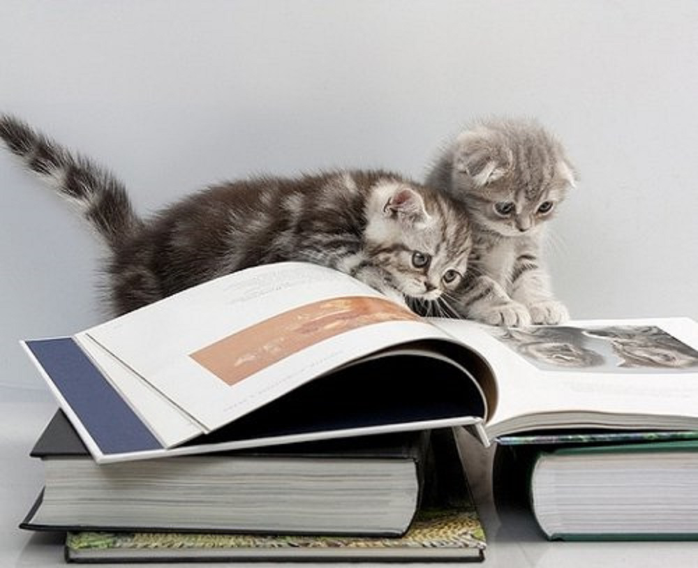 Книги про кошек