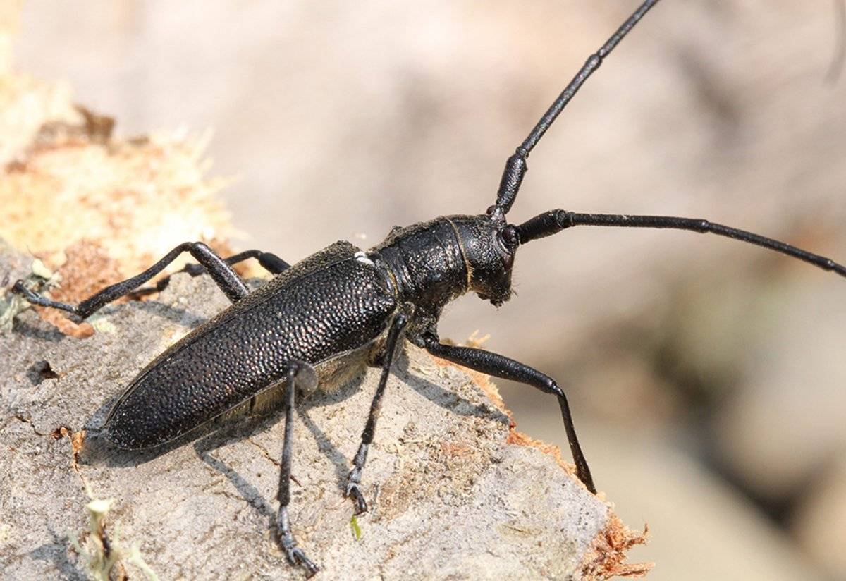 Волосогрызка Жук-Стриж