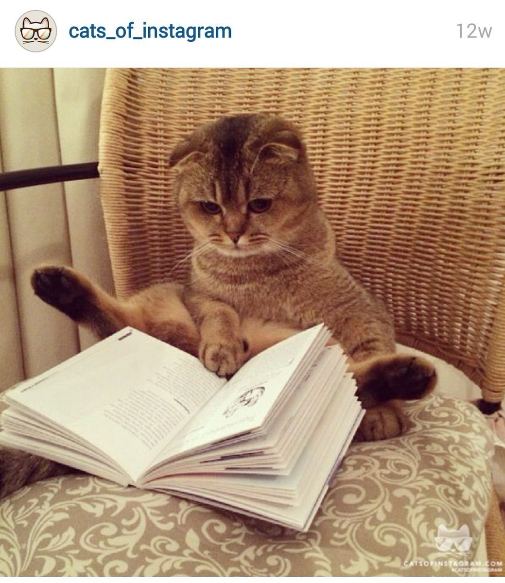 Книги про кошек