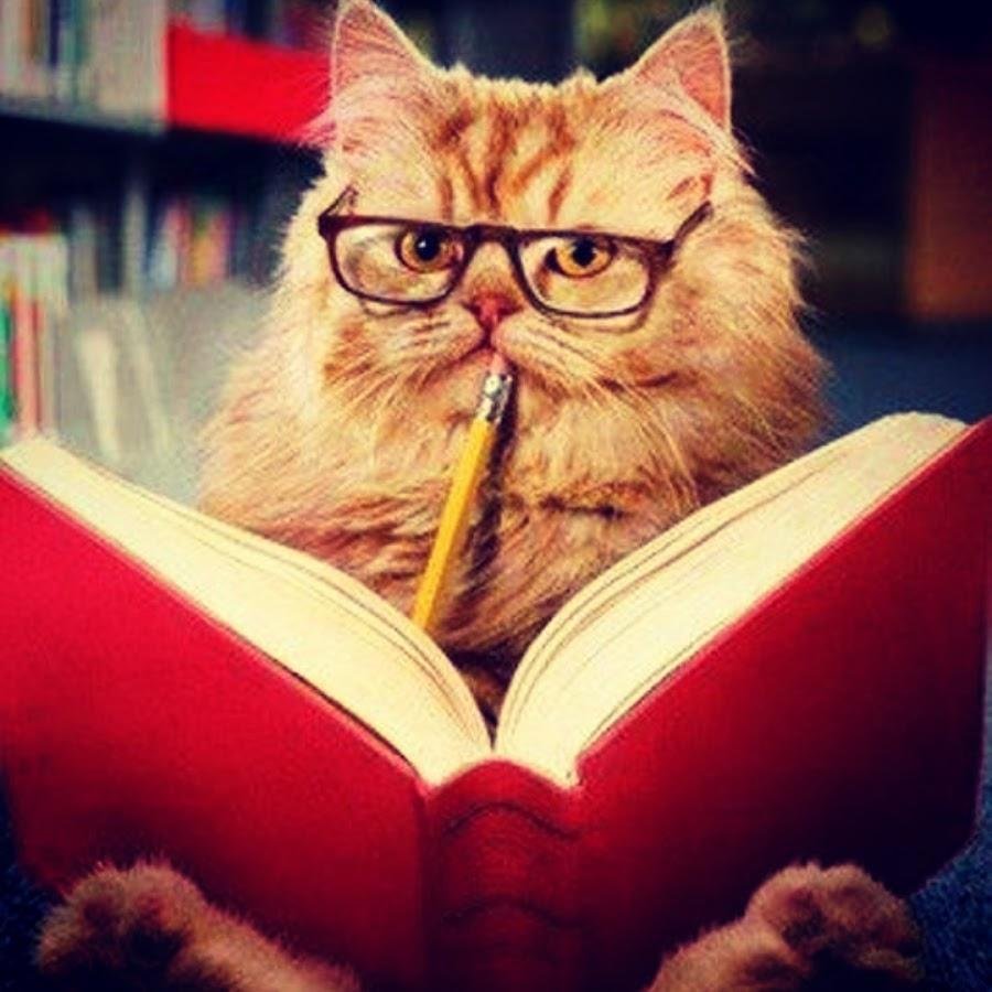 Кот в очках