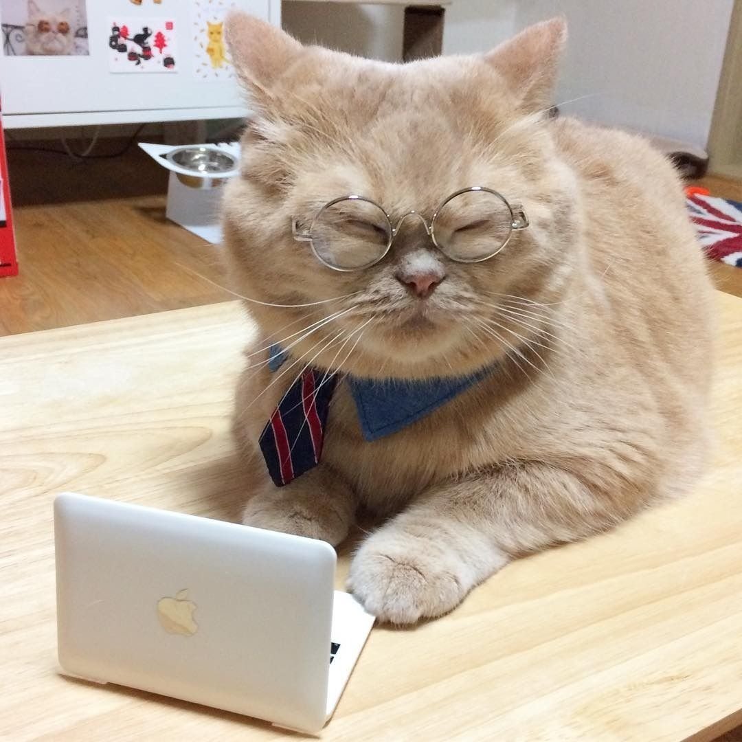 Умный котенок