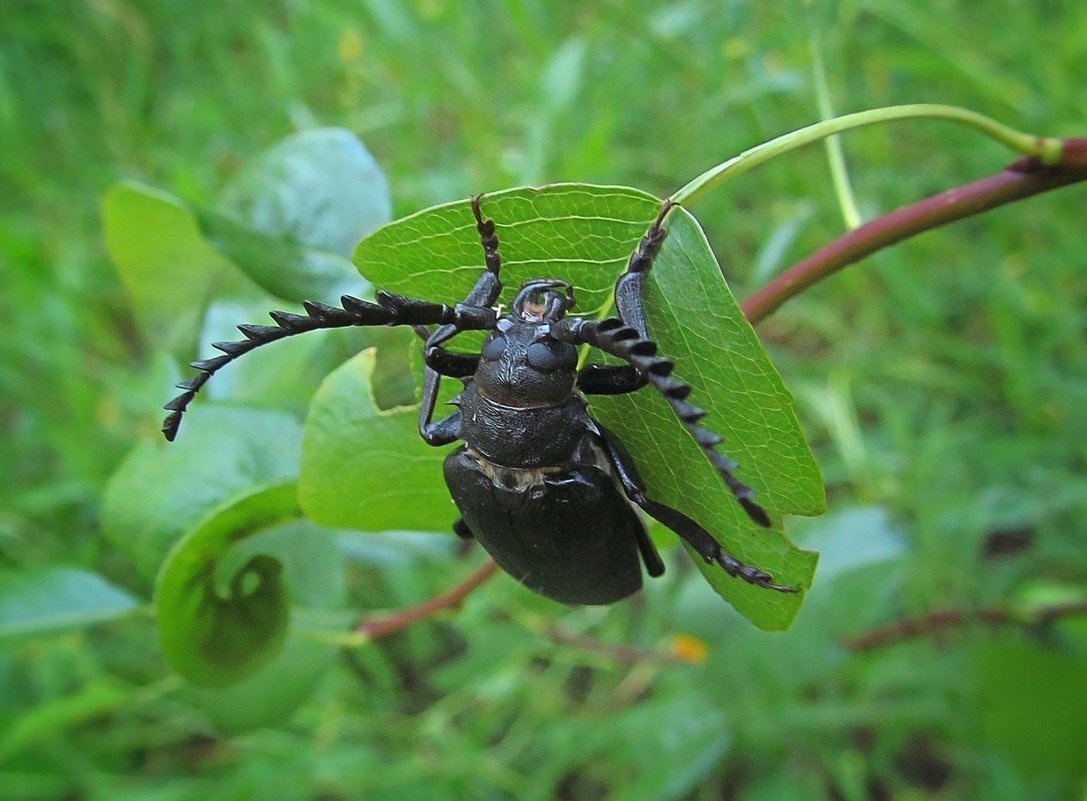Жук усач еловый
