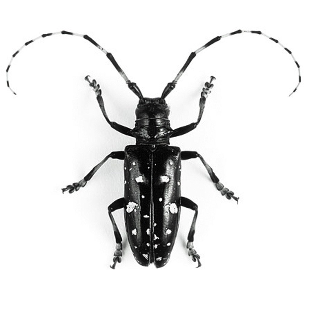 Китайский Жук-усач Moechotypa diphysis