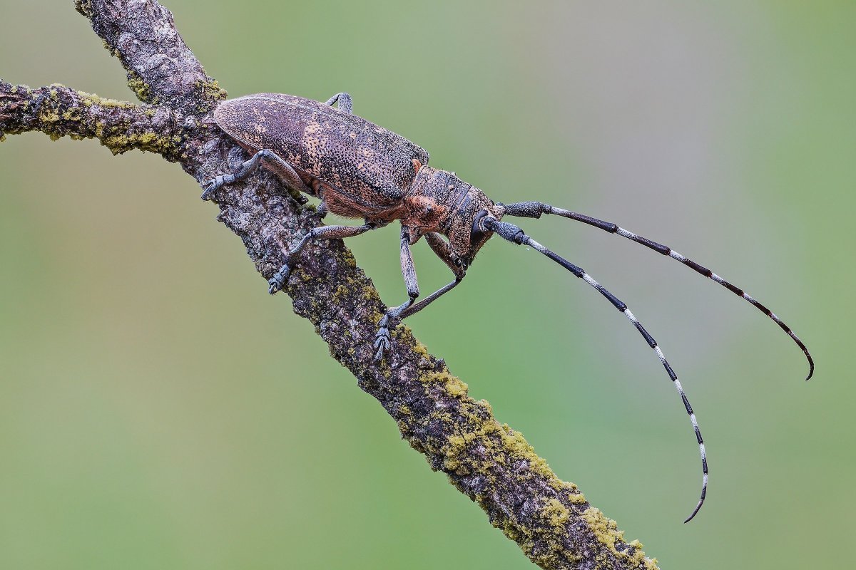 Усач бронзовый Сосновый