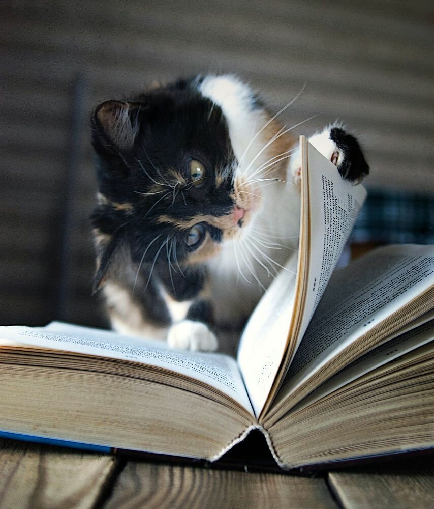 Книга котик