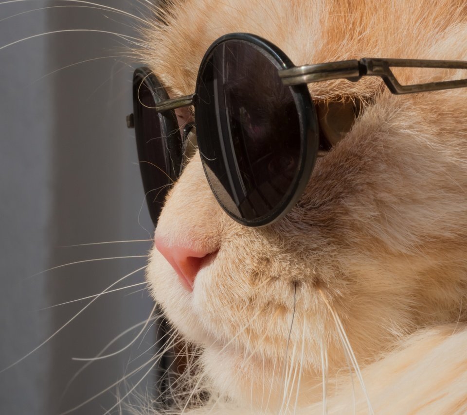 Крутой кот в очках