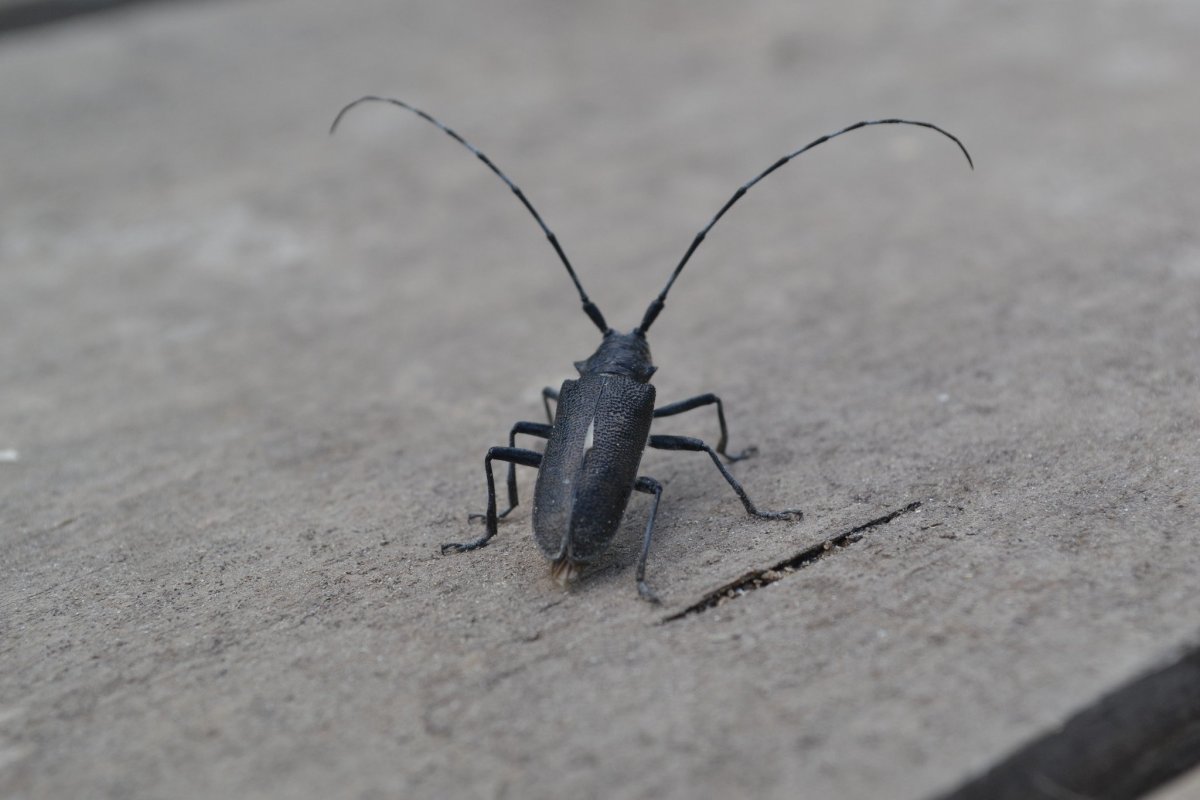 Жук чёрный Сосновый усач