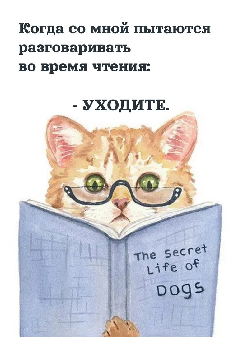 Котик в очках с книжкой