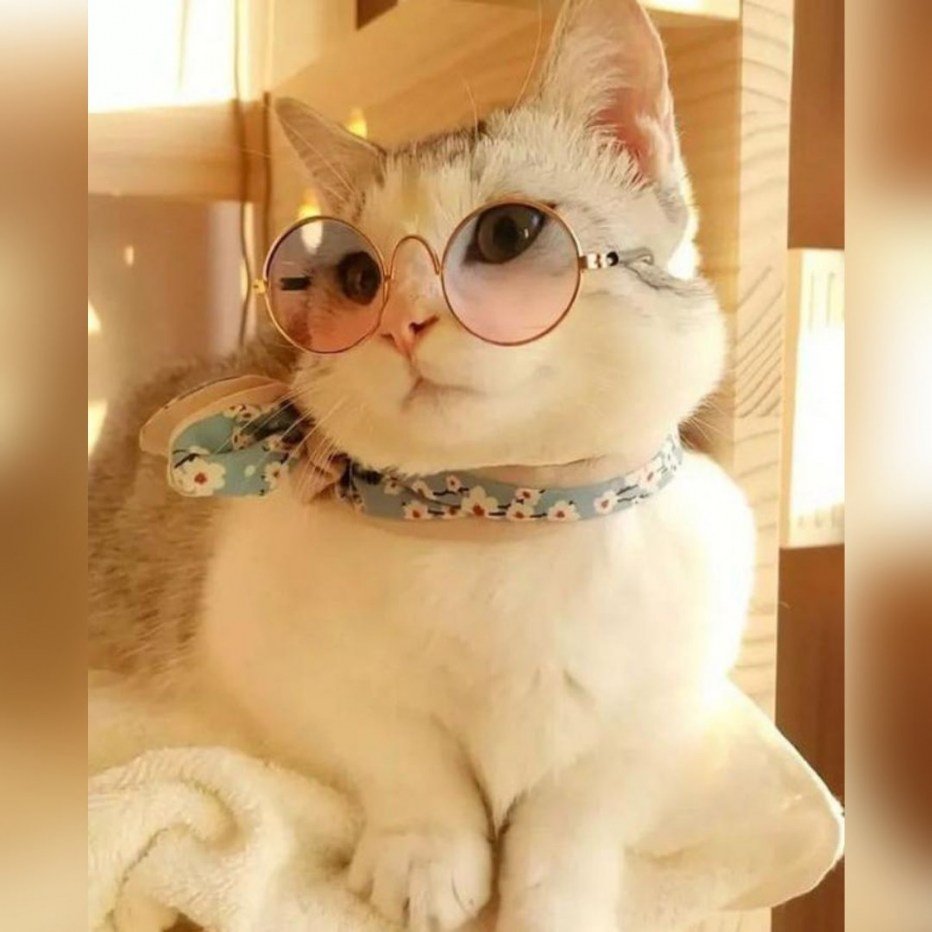 Милый кот в очках