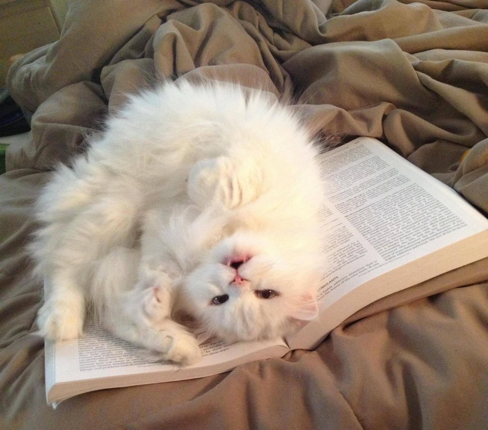Котенок с книгой