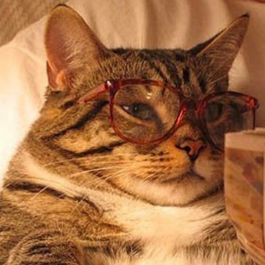 Кот в очках с газетой