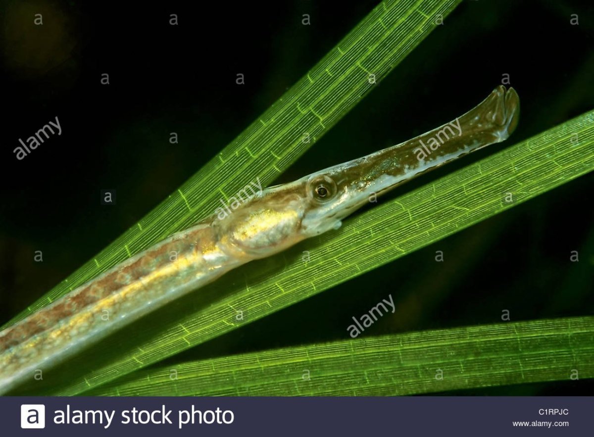 Черноморская Пухлощёкая рыба-игла