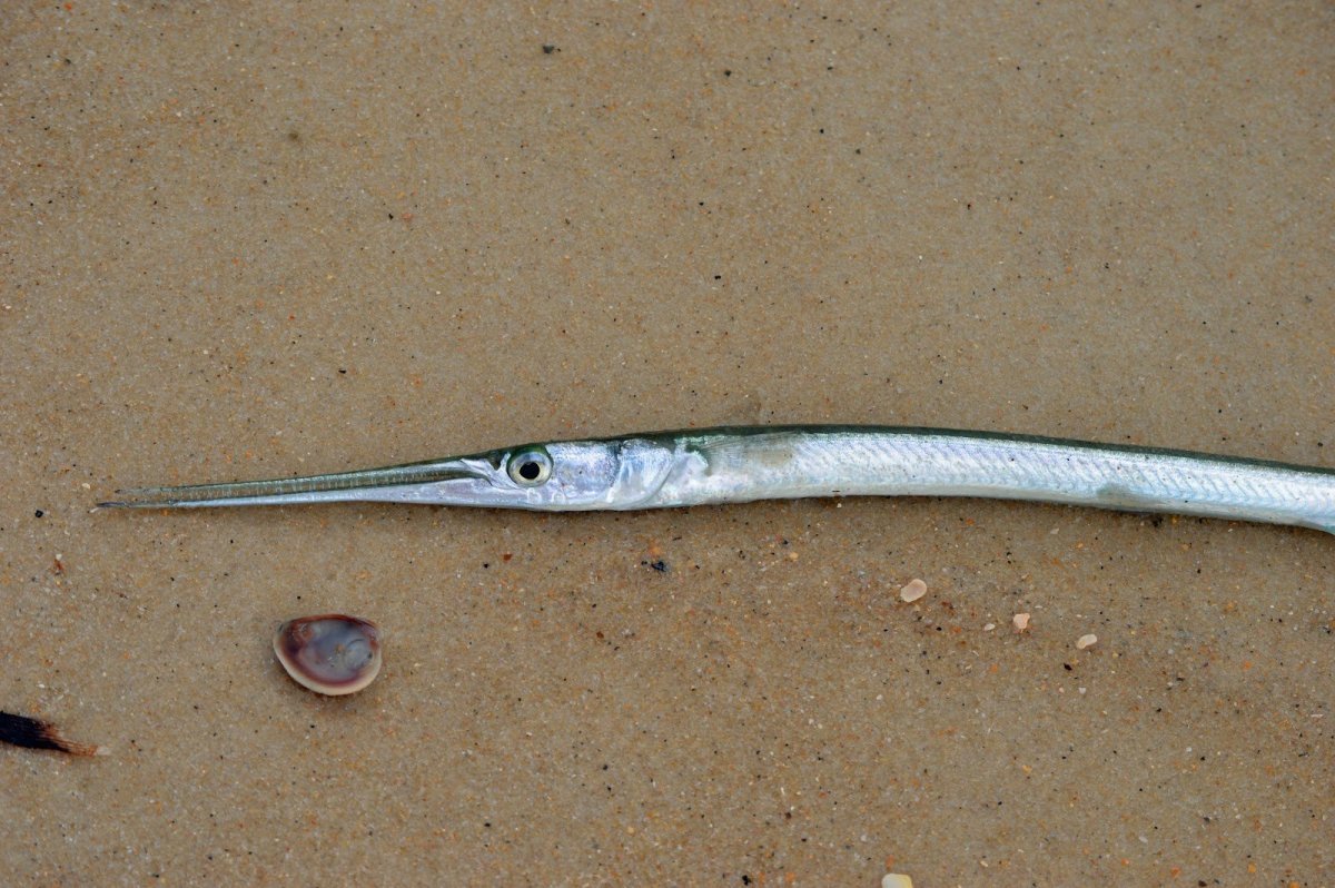 Рыба игла хк