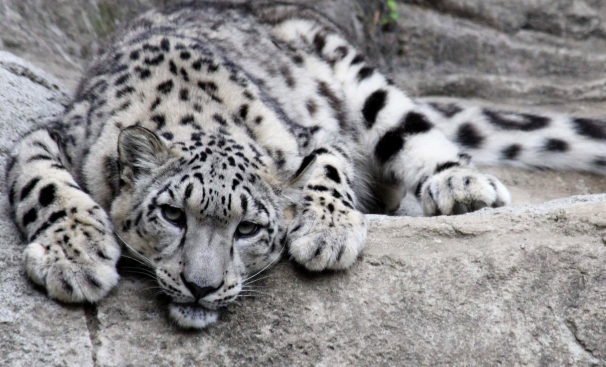 Снежный Барс в Гималаях