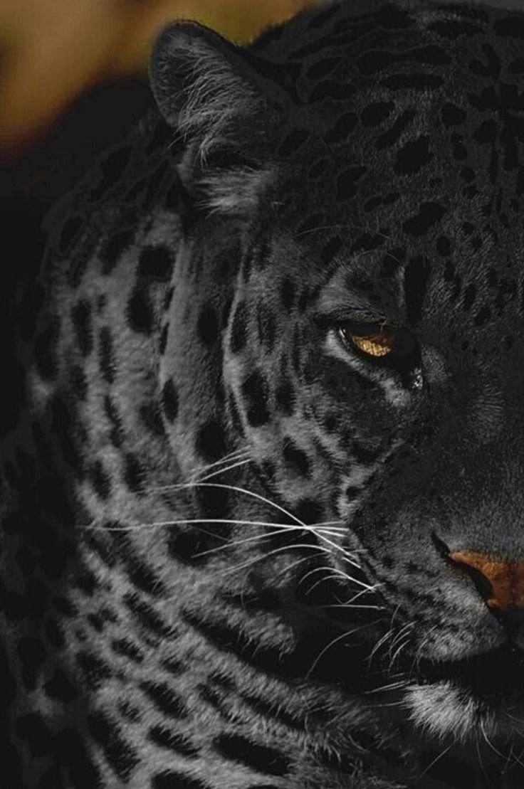 Снежный Барс Ирбис зимой