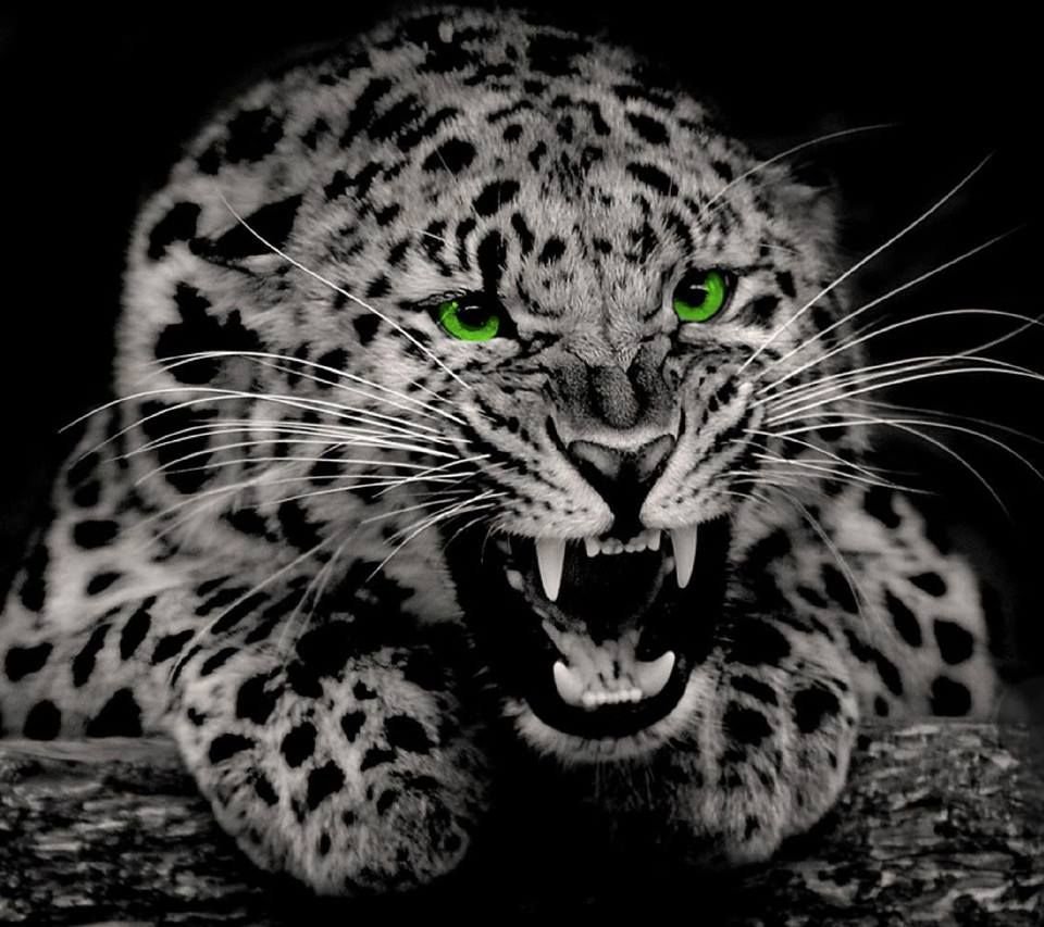 Снежный Барс