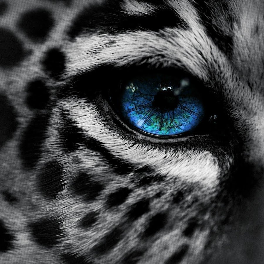 Снежный Барс черный