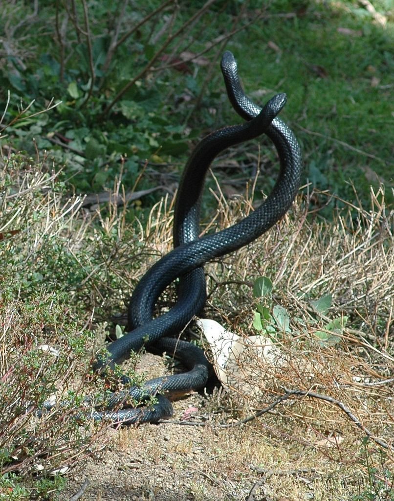 Змеи в многоквартирных домах