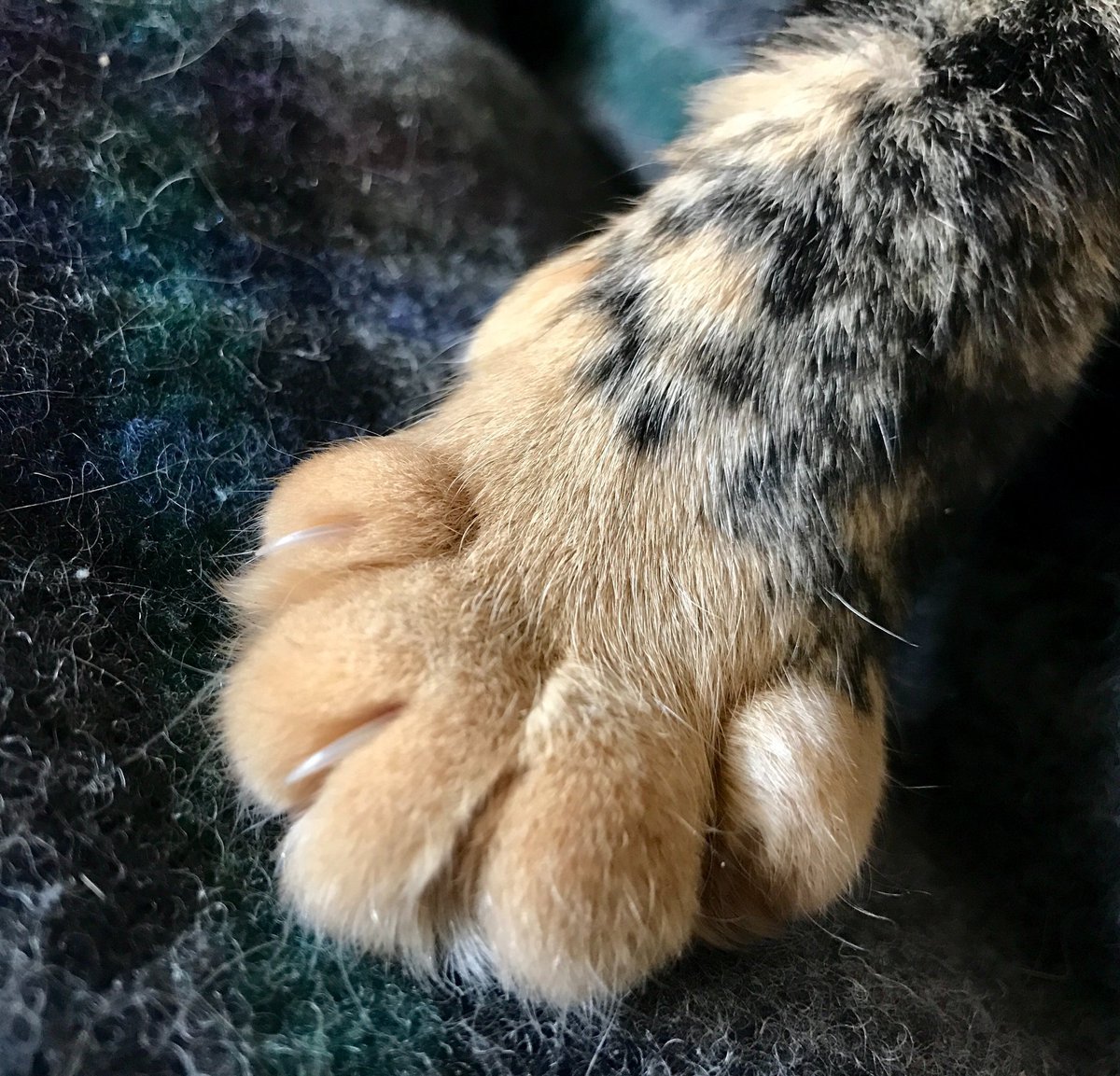 Тигрица и Тигренок смешные