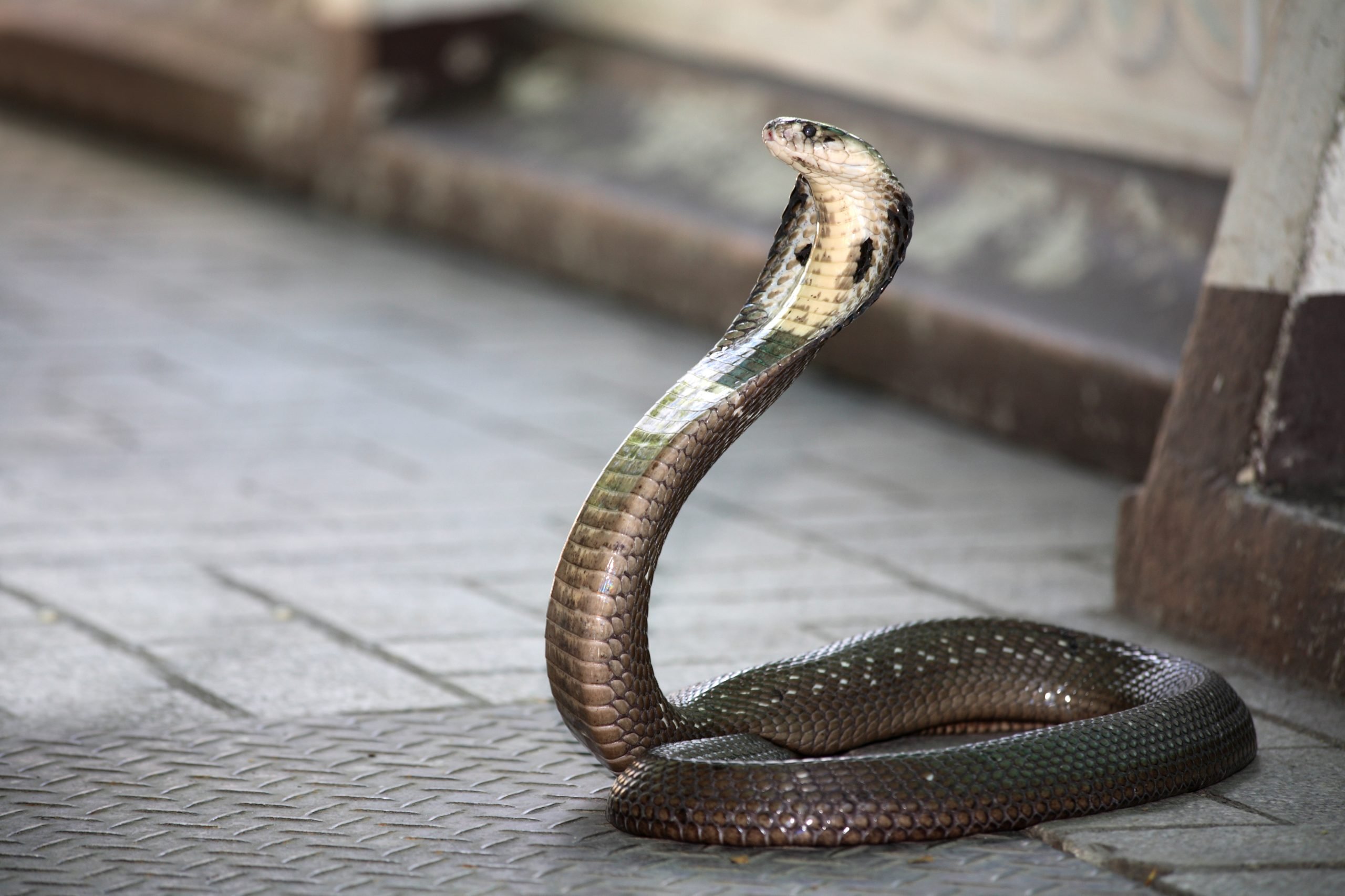 Змеи атакуют змей