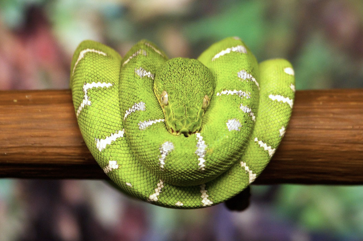 Королевская Кобра и человек