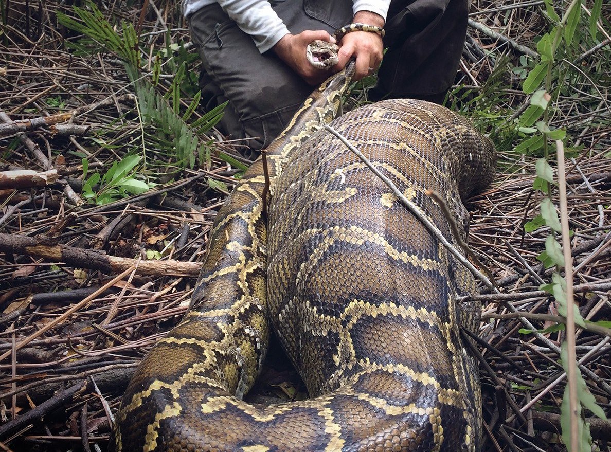 Змеи Королевская Кобра спаривание