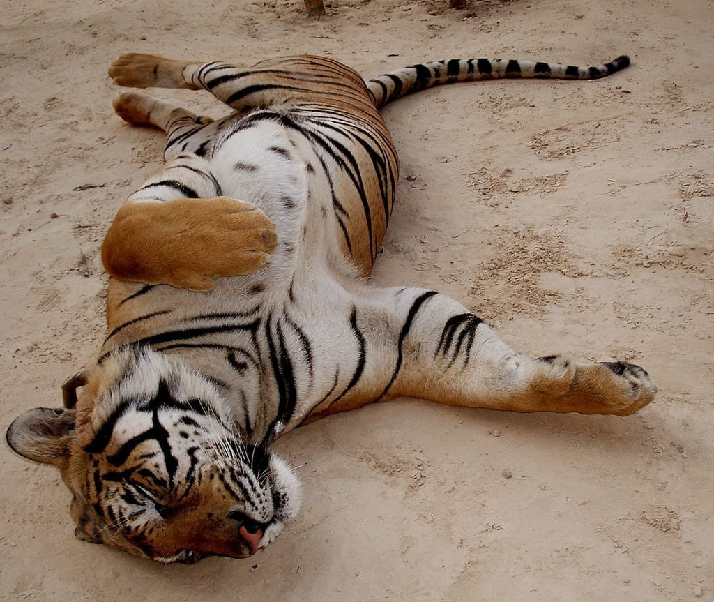 Строение лапы тигра