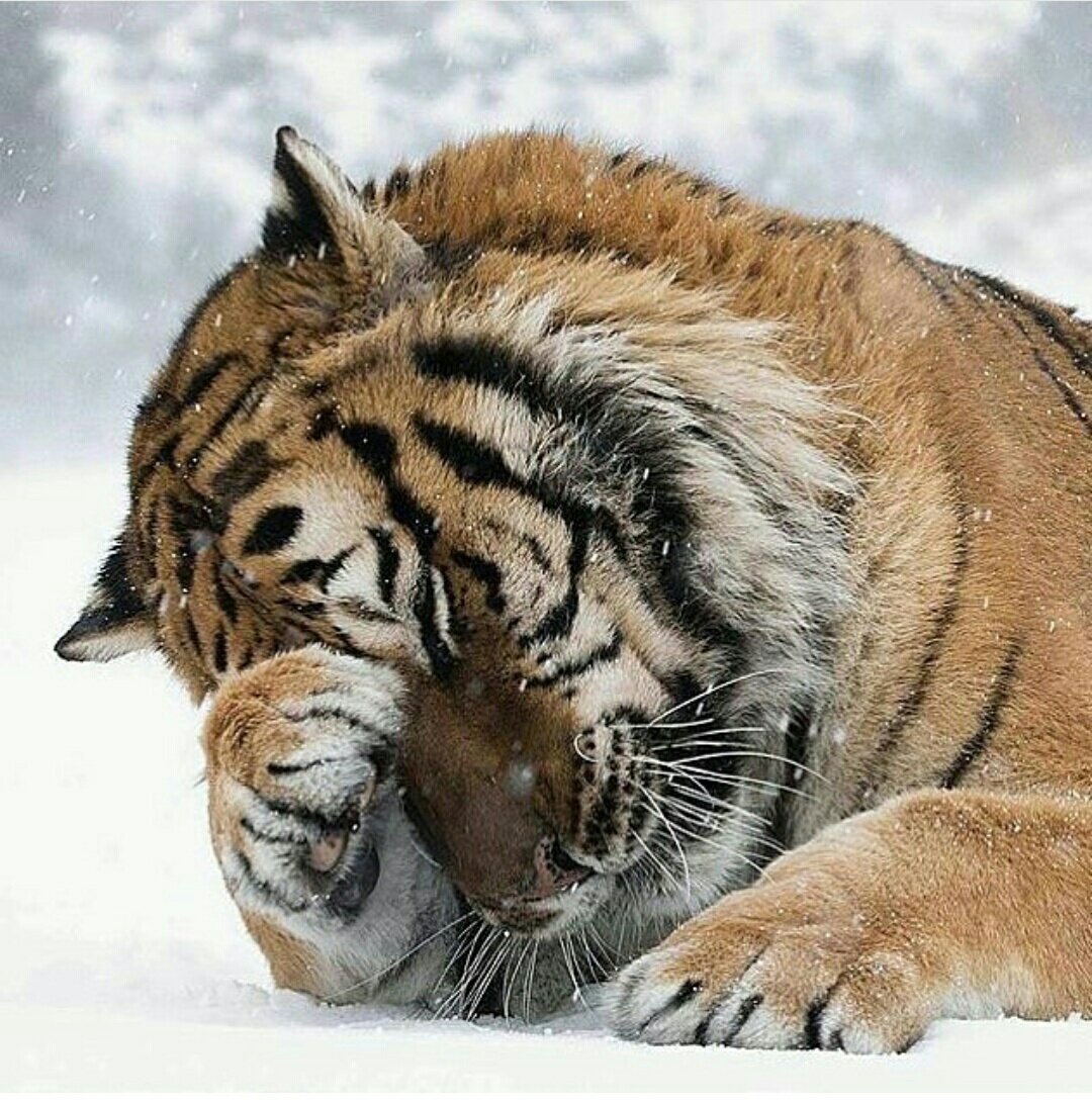 Лапа тигра