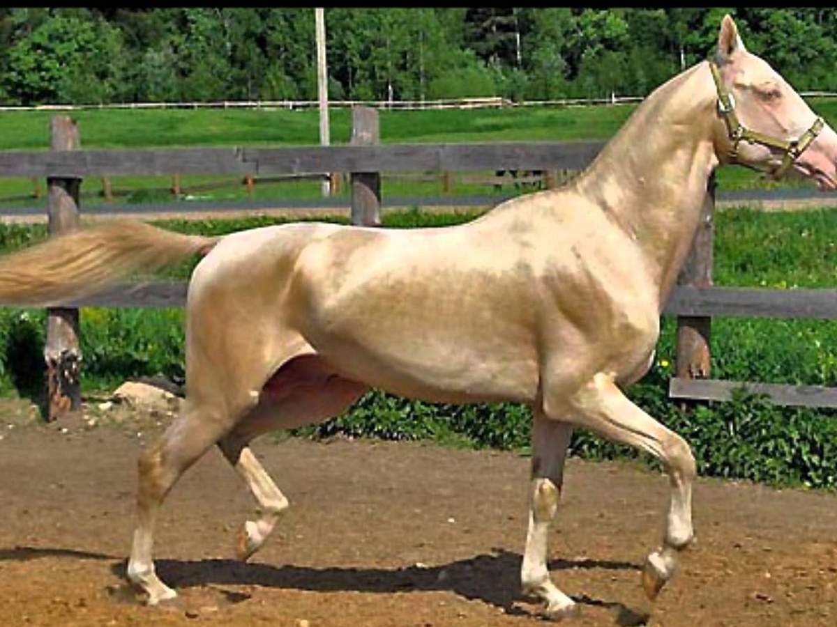 Ахалтекинский конь