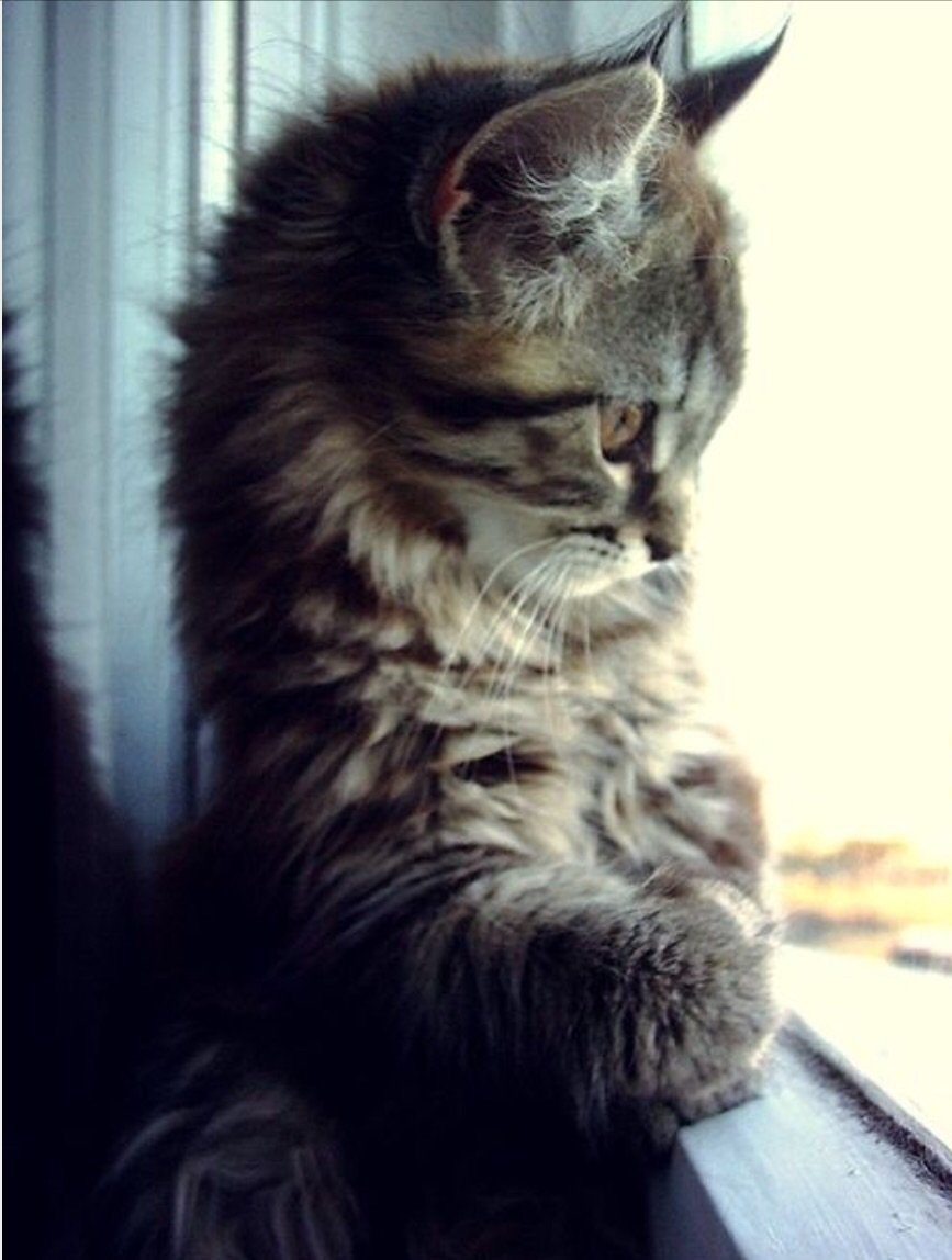 Котенок грустит