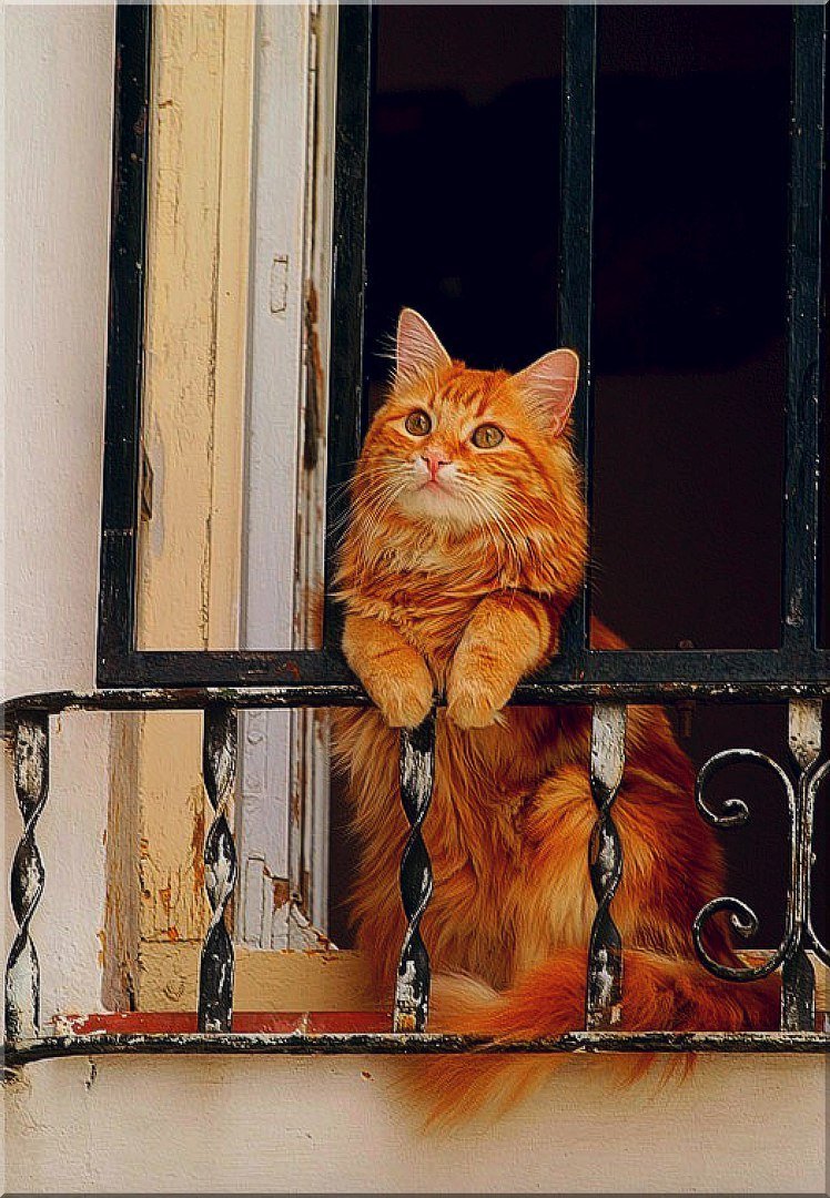 Балкон для кошки