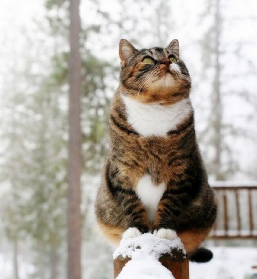 Скоро Весна коты