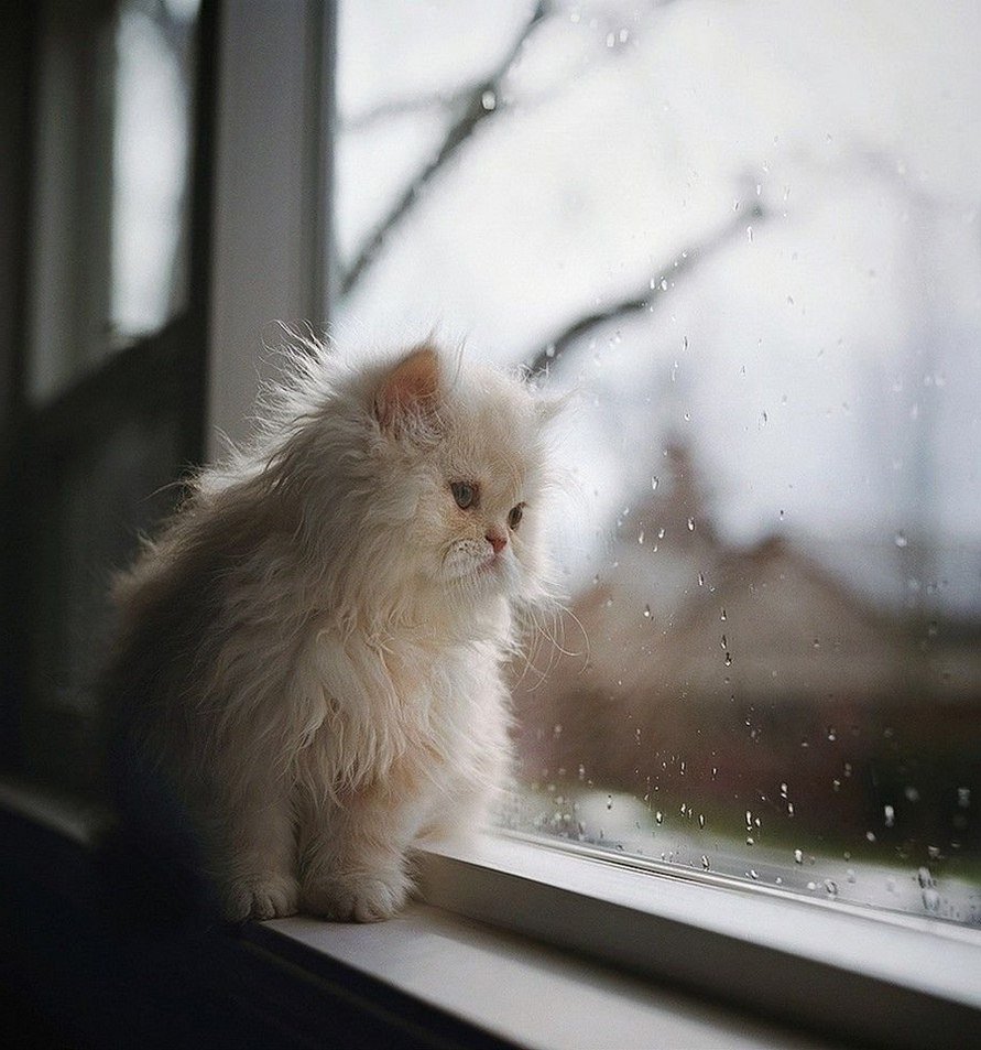 Котенок у окна