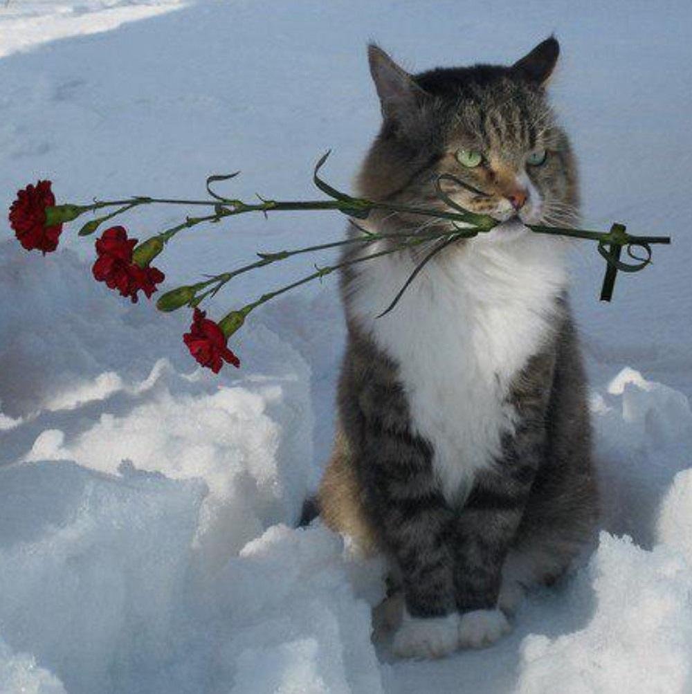 Весна и мартовские коты