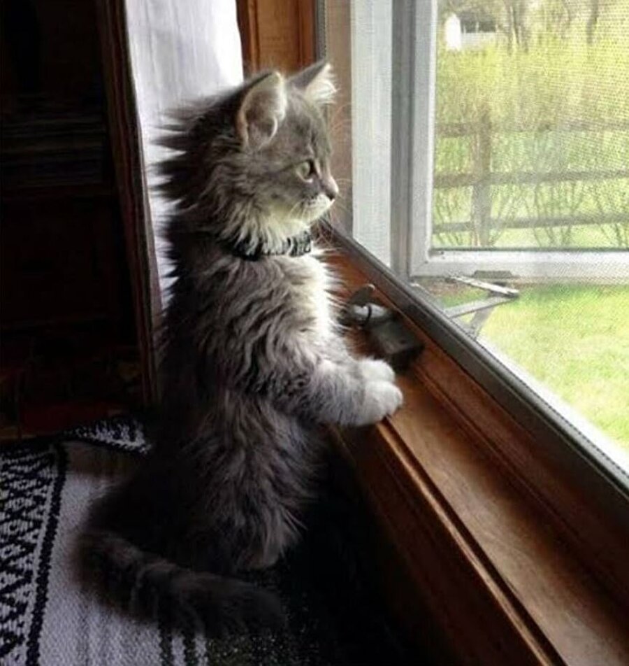 Соскучилась по дому. Кот ждет. Котенок ждет. Кот скучает. Котенок у окна.