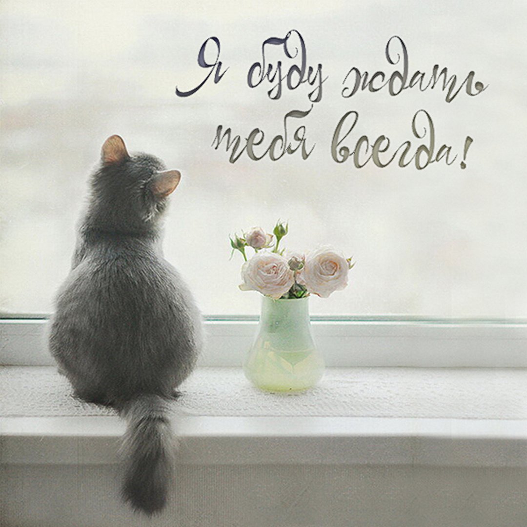 Кот сидит на подоконнике