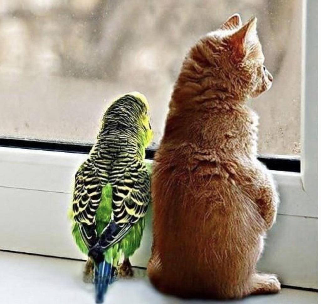 Котенок и попугай