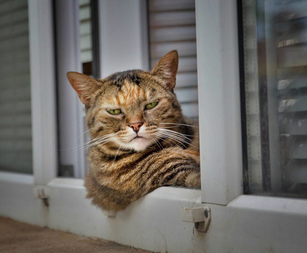 Кот в окошке