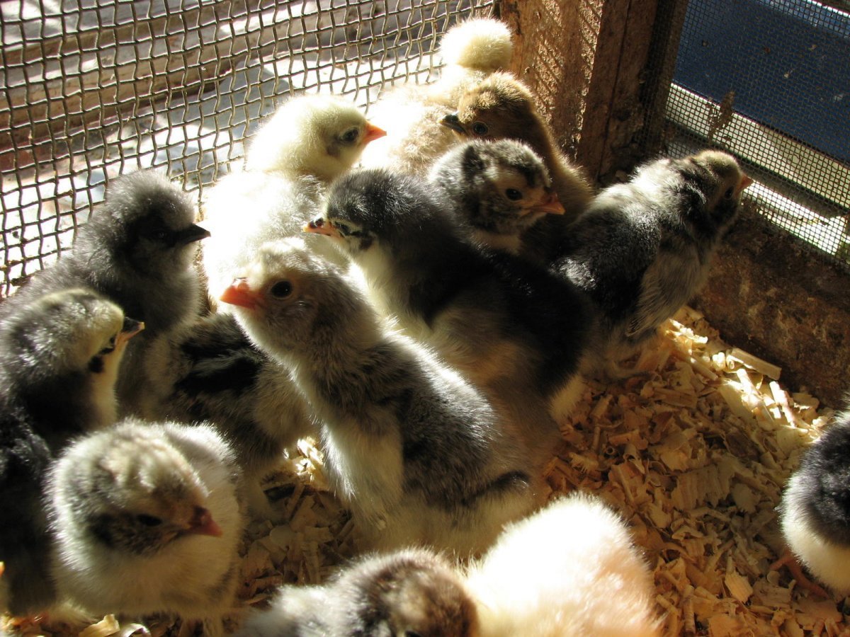 Цыплята Брама двухнедельные