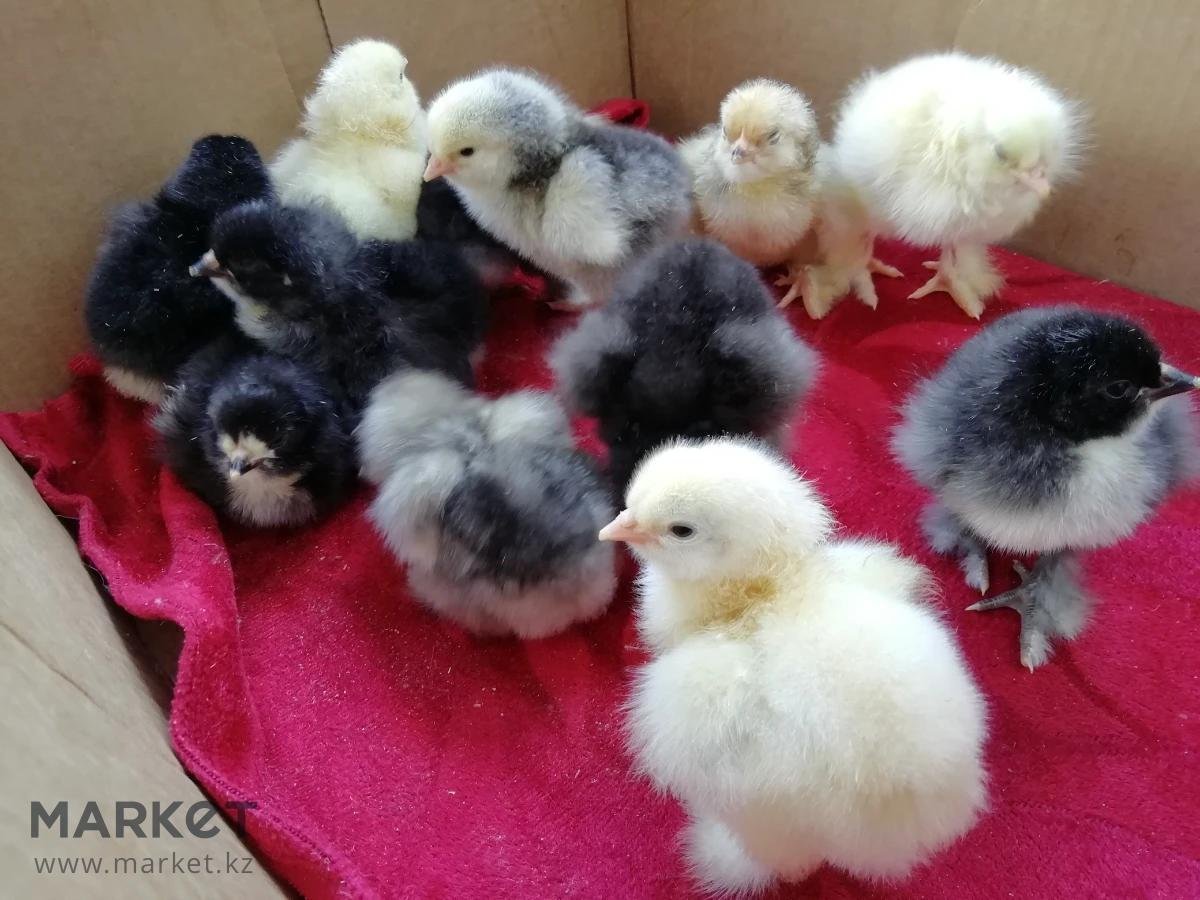 Куры Орпингтон цыплята
