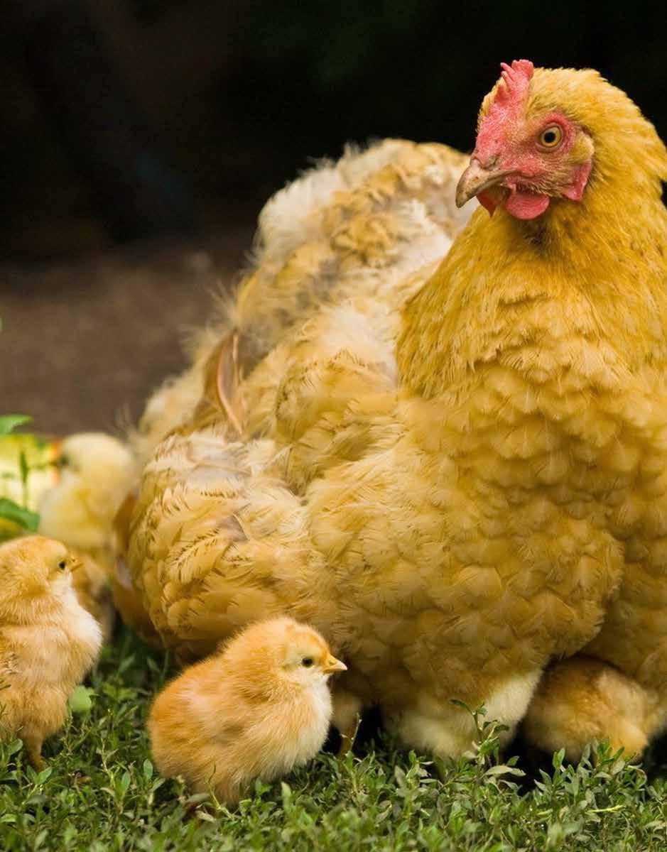 Подрощенные цыплята Доминант