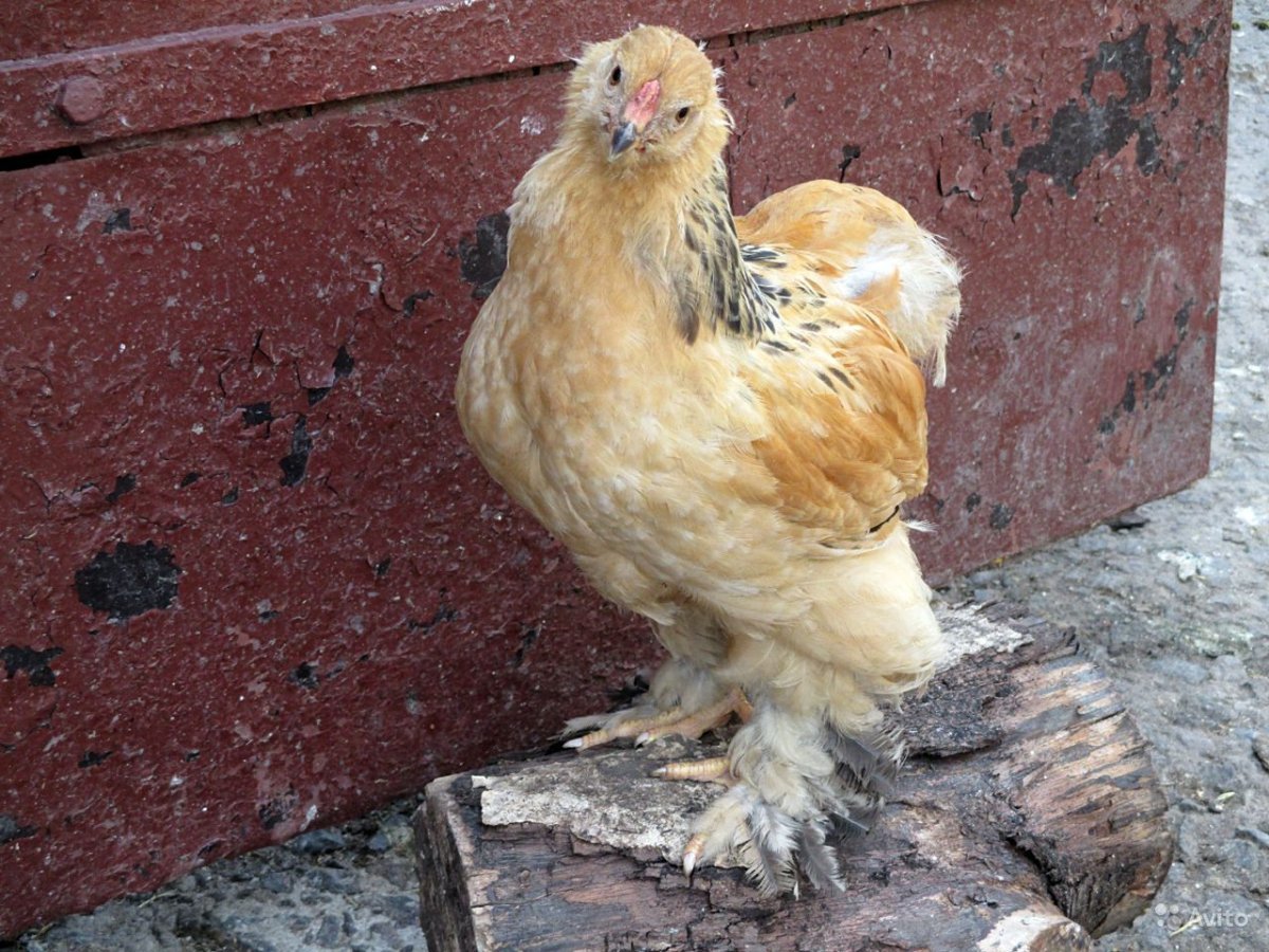 Амрокс суточные цыплята