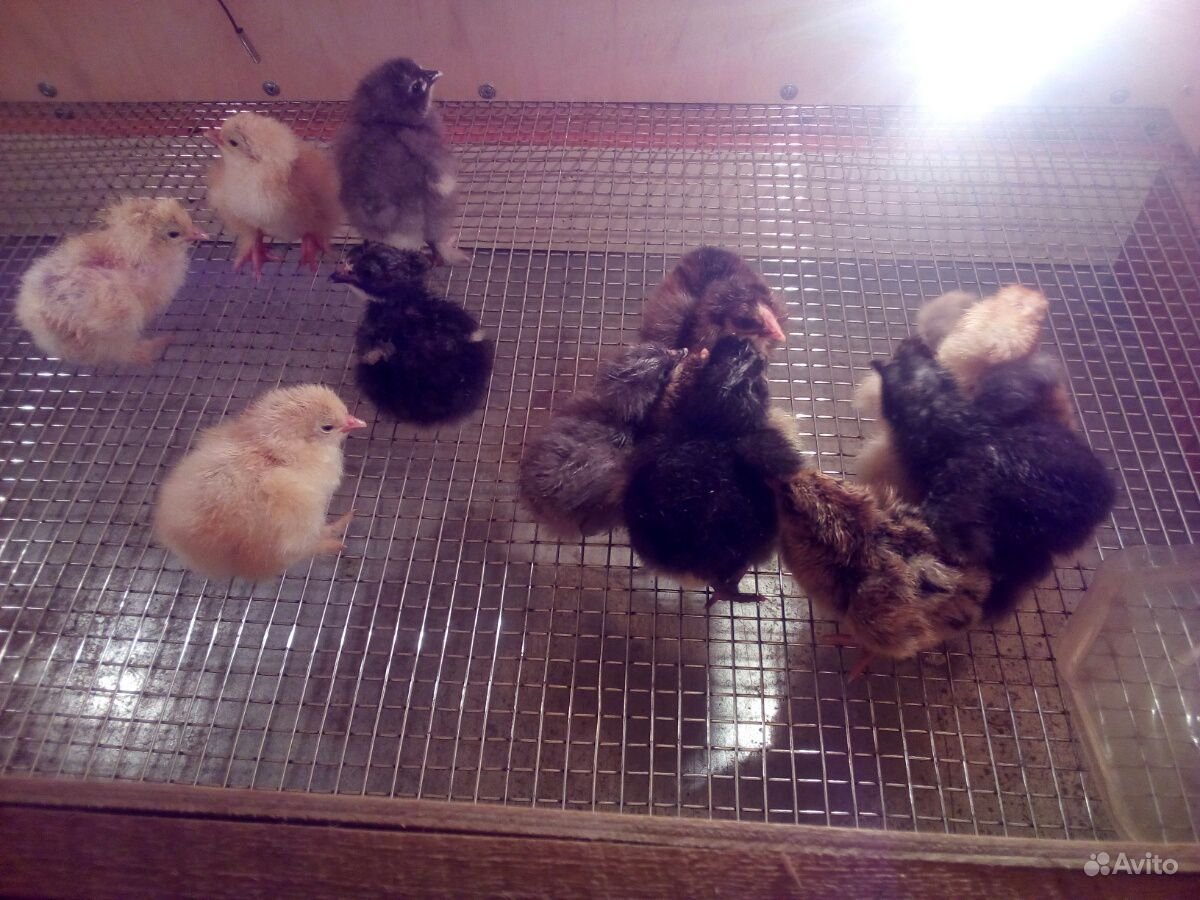 Месячные цыплята Брама куропатчатая фото