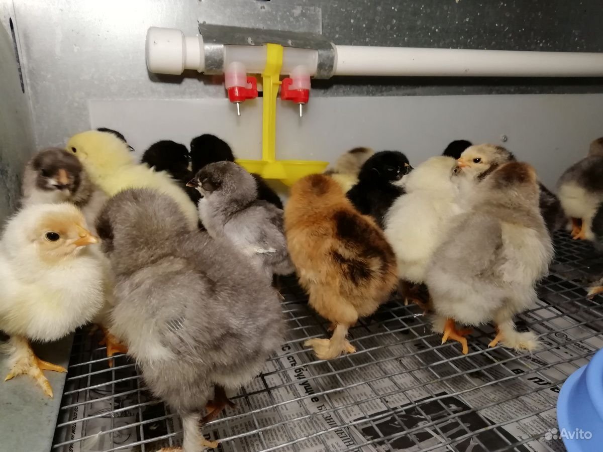 Суточные цыплята брамы куропатчатой